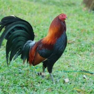 Dark Hatch cock